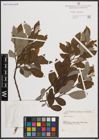 Foto von Salix caprea L.